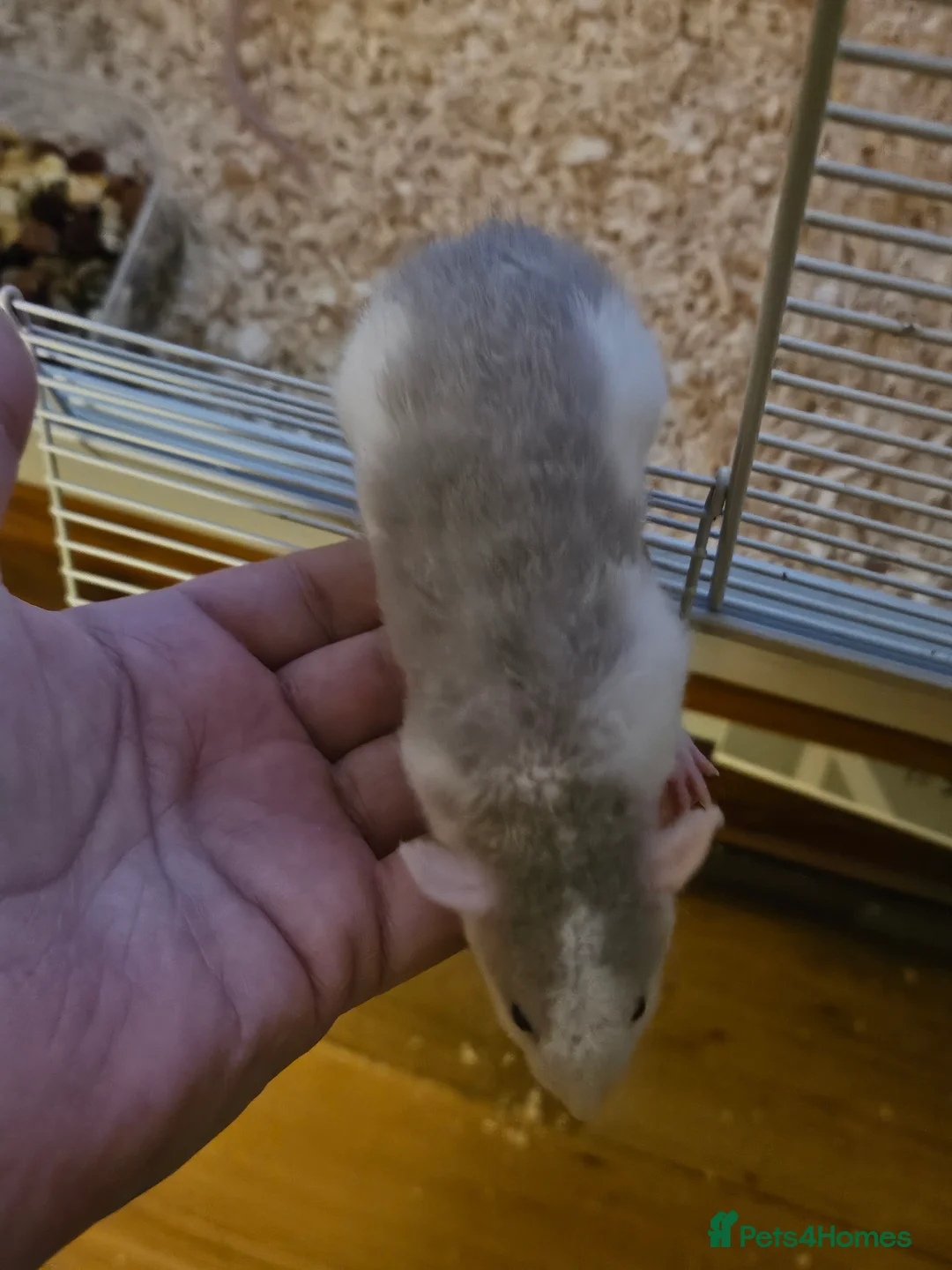 Rat rodents for sale: Rat babiws for sale, males in Manchester - Advert 2