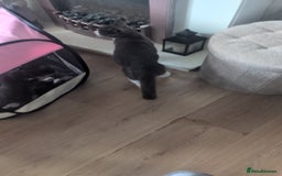 Mixed Breed cats for sale: Last grey kitten  - Image 3