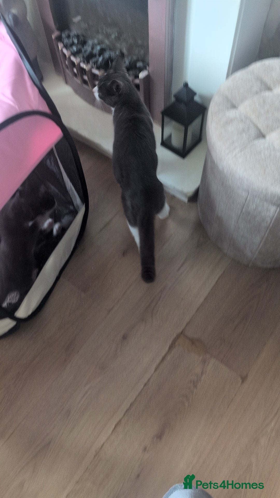 Mixed Breed cats for sale: Last grey kitten  - Image 3
