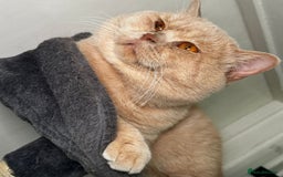 British Shorthair cats for sale: READY TO GO - Pedigree British Shorthair Kittens! - Image 6