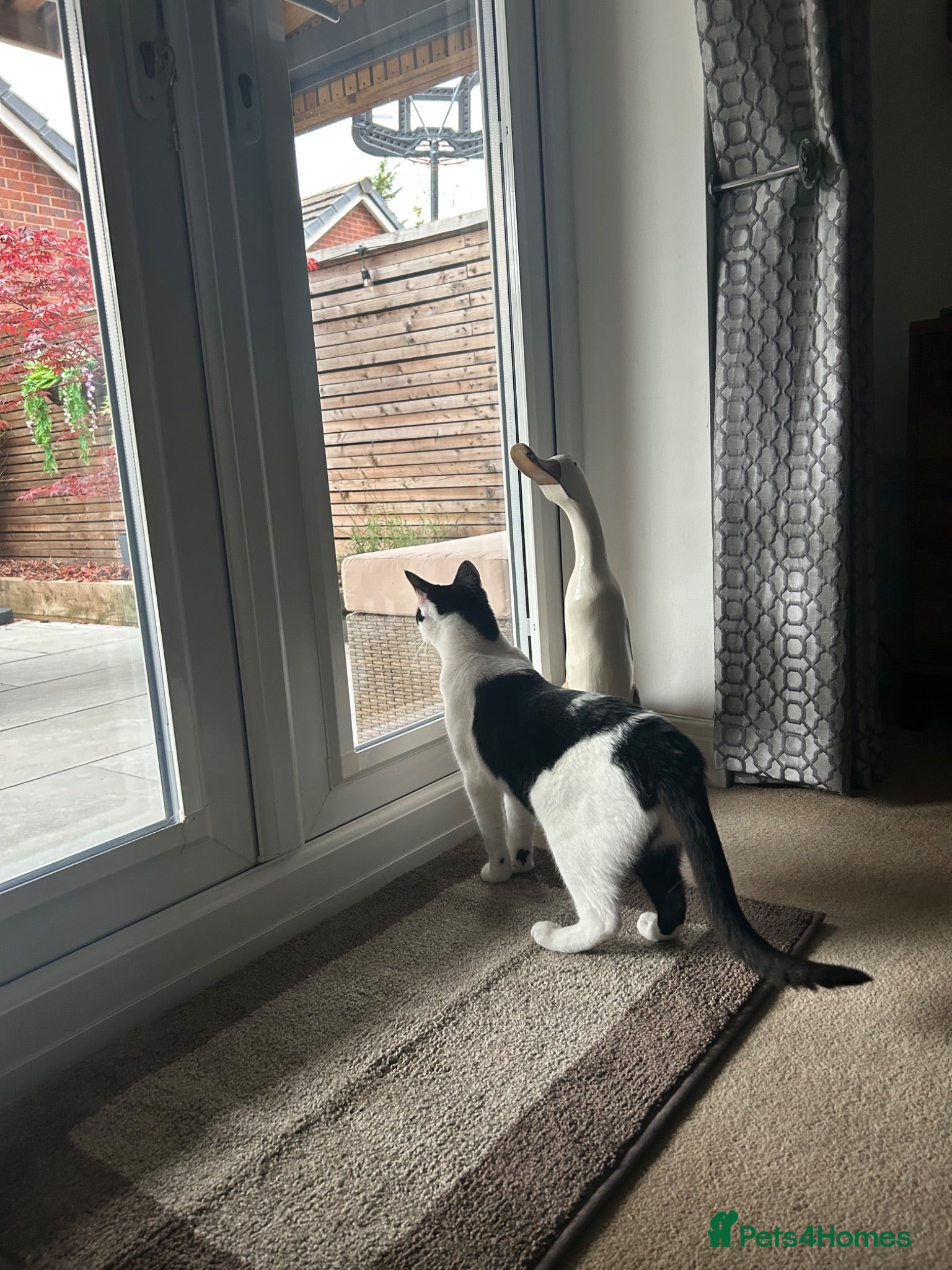 Mixed Breed cats White and black cat *** ** *** - Advert 5