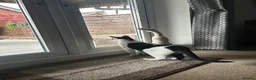 Mixed Breed cats for sale: White and black cat *** ** *** in Ellesmere Port - Advert 1