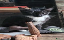 Savannah cats for sale: Sooty the sweetest Savannah cross - Image 11