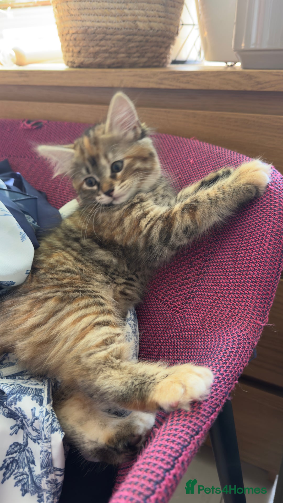 Mixed Breed cats for sale: STUNNING MULTICOLOURED KITTEN !!! - Image 10