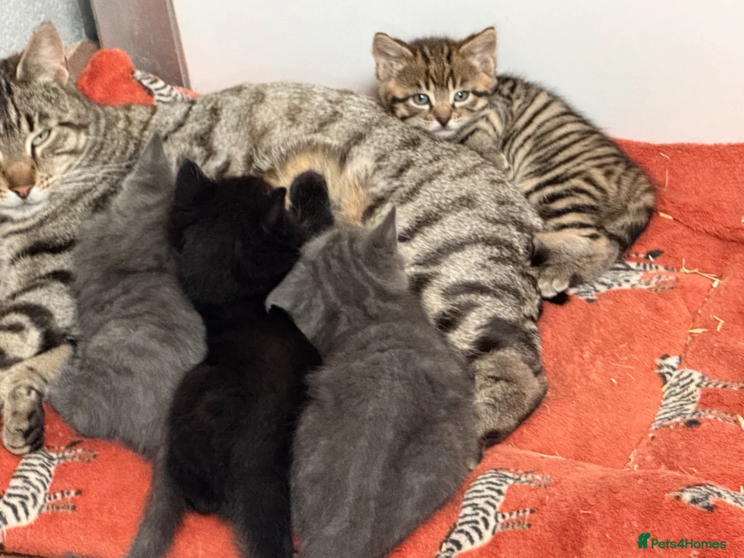 Mixed Breed cats for sale: Stunning grey kittens  - Advert 3