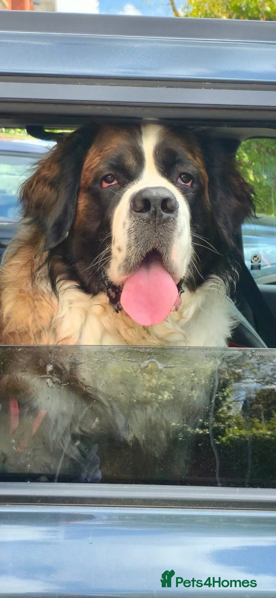 Saint Bernard dogs for sale: Saint Bernard female 3 years old  in Cheltenham - Advert 4