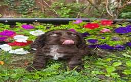 Cocker Spaniel dogs for sale: Family raised champion cocker REDUCED AND READY - Image 2
