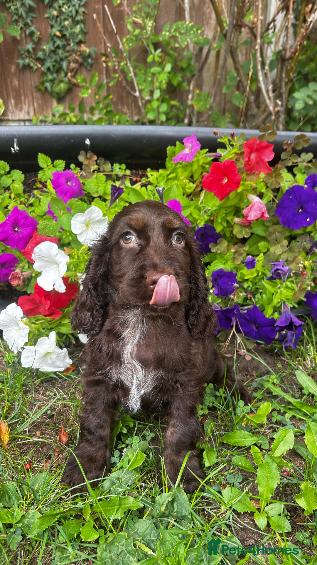 Cocker Spaniel dogs for sale: Family raised champion cocker REDUCED AND READY - Image 2
