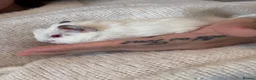 Guinea Pig rodents for sale: Baby guinea pigs for sale  - Advert 8