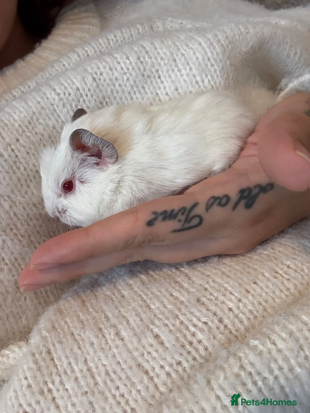 Guinea Pig rodents for sale: Baby guinea pigs for sale  - Advert 8