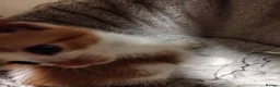 Mixed Breed cats for sale: 2 cheeky ginger and white kittens  - Advert 1