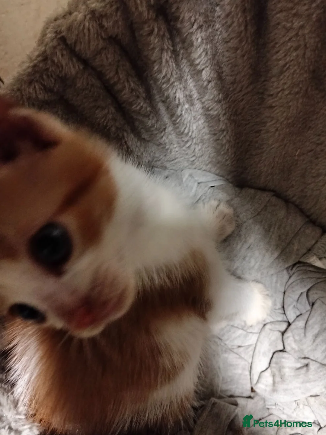 Mixed Breed cats for sale: 2 cheeky ginger and white kittens  - Advert 1