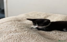 Mixed Breed cats for sale: 2 beautiful tiny kittens  - Image 7