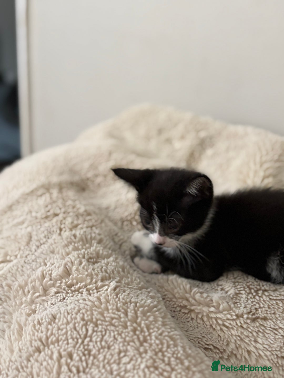 Mixed Breed cats for sale: 2 beautiful tiny kittens  - Image 7