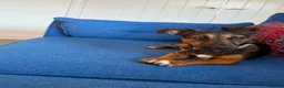 Jack Russell dogs for sale: Black and Tan Jack Russell - Advert 3