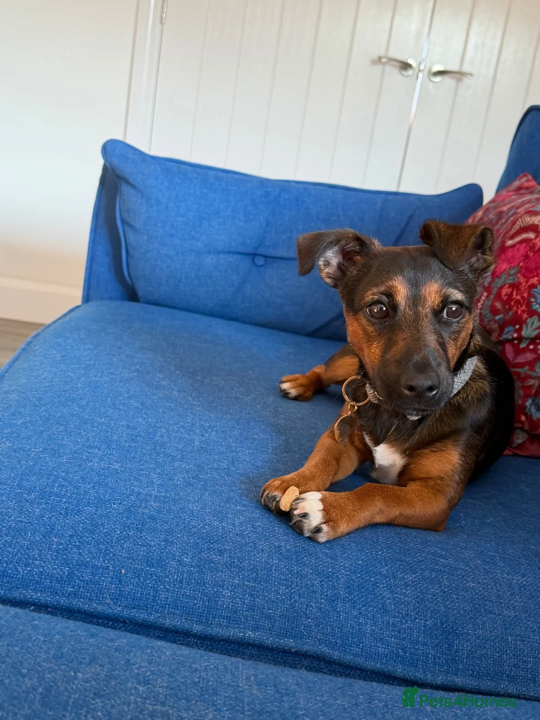 Jack Russell dogs for sale: Black and Tan Jack Russell - Advert 3