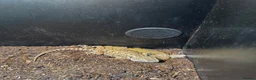 Bearded Dragon reptiles for sale: Rankin dragons  in Blandford Forum - Advert 4