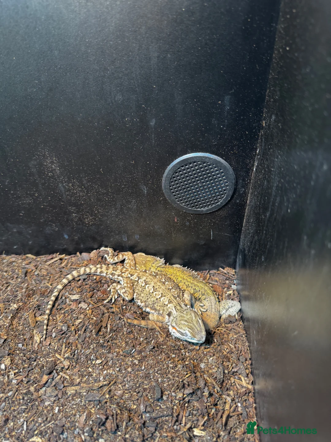 Bearded Dragon reptiles for sale: Rankin dragons  in Blandford Forum - Advert 4