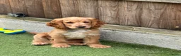 Cocker Spaniel dogs for sale: KC REGISTERED Show cocker spaniel health tested  - Advert 2