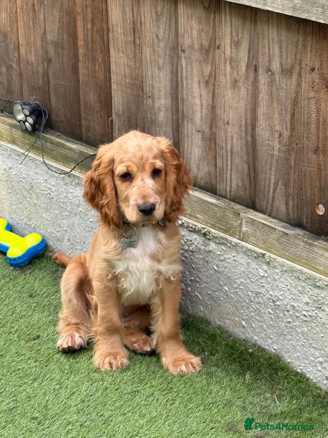 Cocker Spaniel dogs for sale: KC REGISTERED Show cocker spaniel health tested  - Advert 2