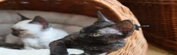 Devon Rex cats for sale: Devon Rex- FIFe registered -Spayed & Ready Now - Advert 9