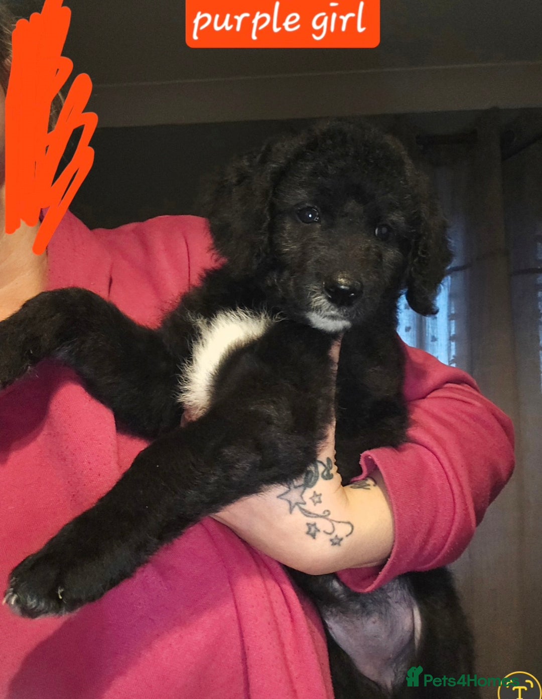 Mixed Breed dogs for sale: Standard poodle x. Collie/sheperd - Advert 5