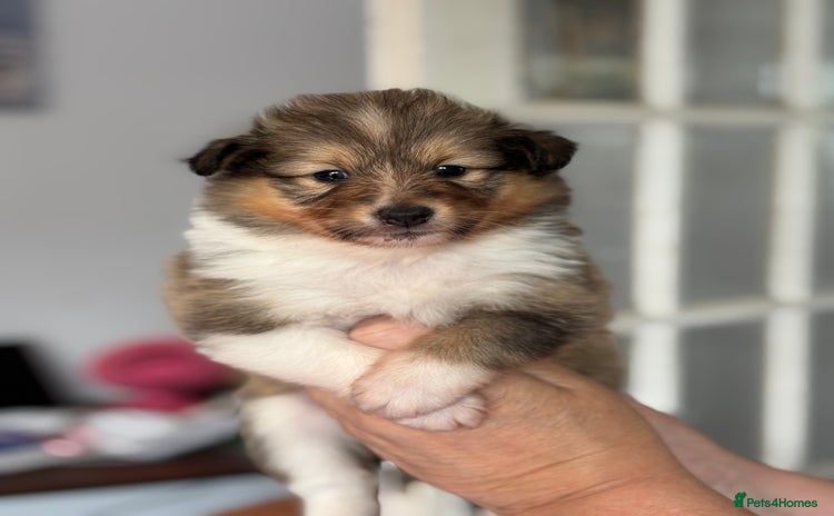 Shetland Sheepdog dogs - Advert 1