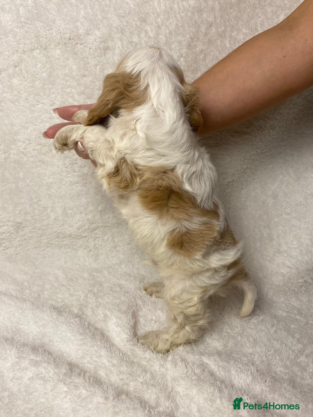 Cocker Spaniel dogs for sale: Show type cocker spaniels  - Image 3