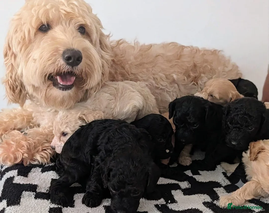 Cavapoochon dogs for sale: PRA Clear genetically DNA Tested Cavapoochons in Towcester - Advert 1