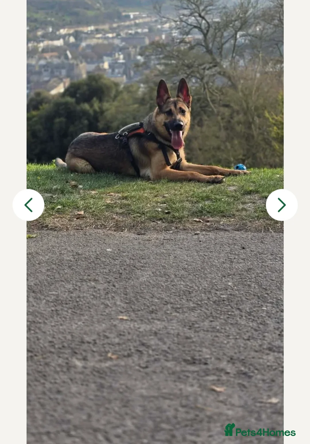 German Shepherd dogs for sale: URGENT!! GERMAN SHEPHERD needing to be rehomed! - Advert 7