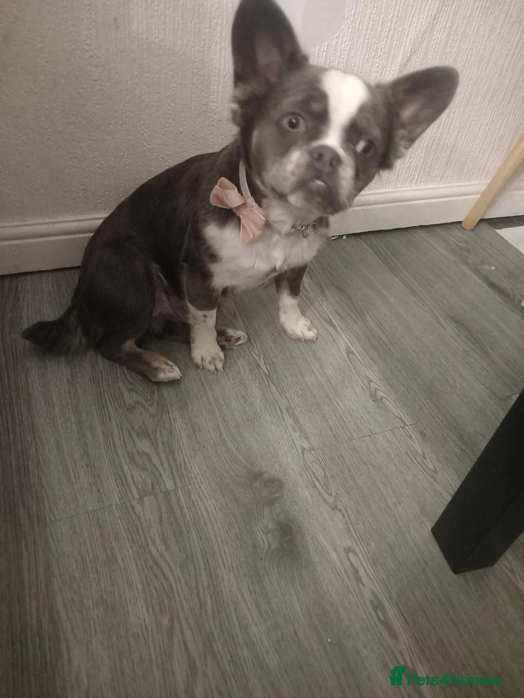 French Bulldog dogs for sale: Female french bulldog looking for a furever home - Advert 3