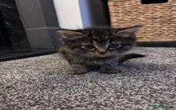 Mixed Breed cats for sale: Kittens Tabby & White with Tabby - Image 5