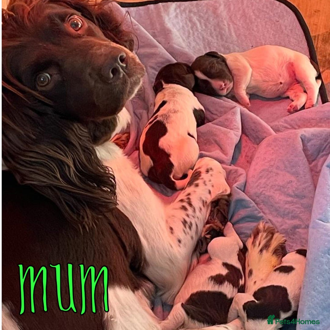 English Springer Spaniel dogs for sale: Exceptional English Springer Spaniels. - Image 4