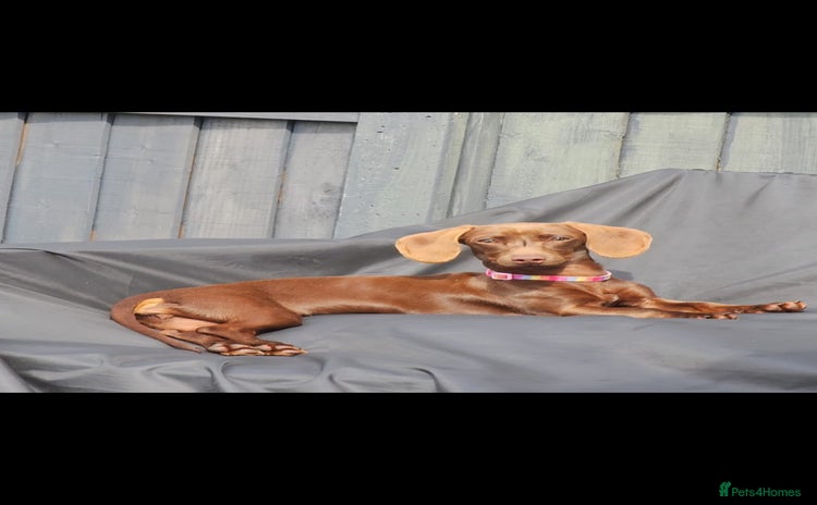 Miniature Dachshund dogs - Advert 10