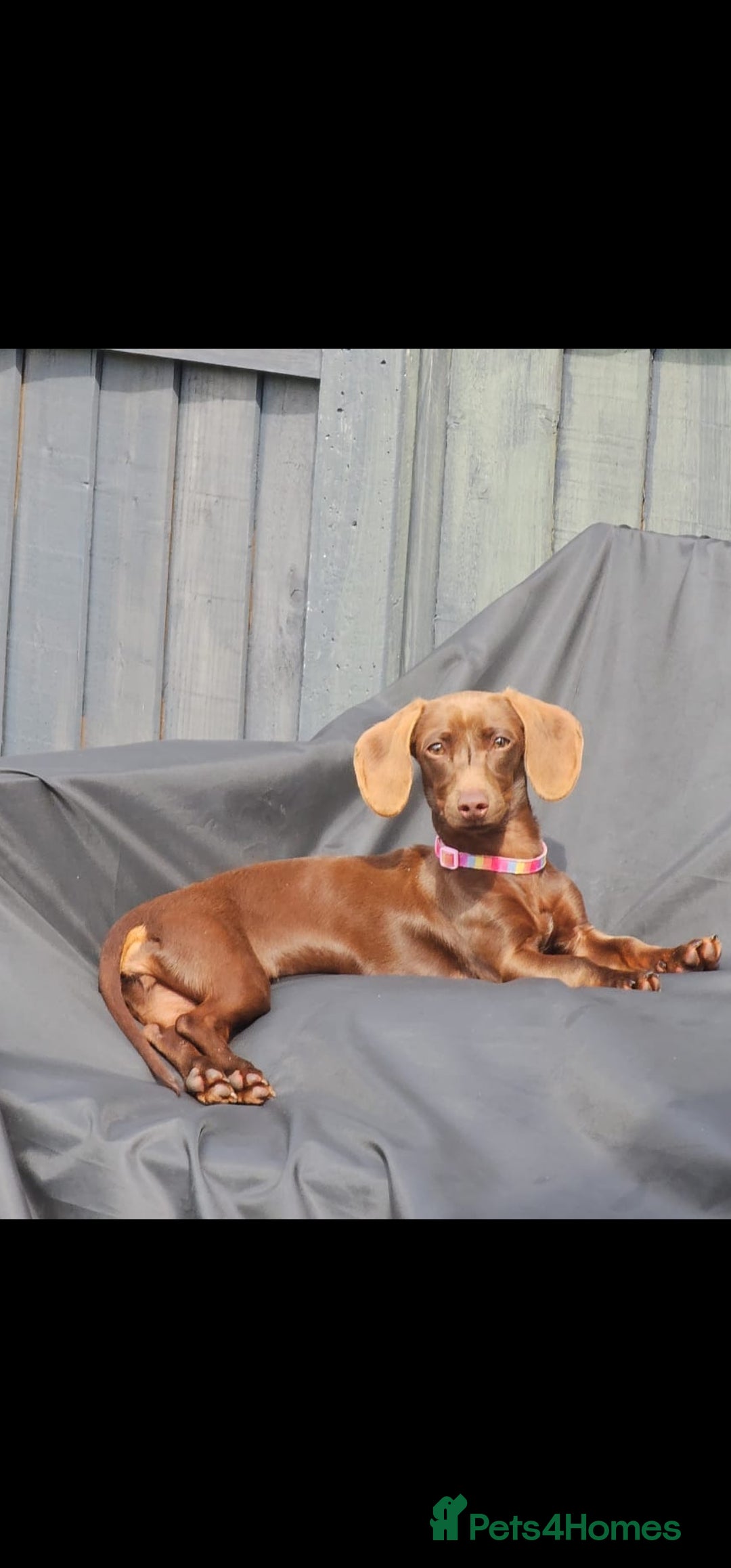 Miniature Dachshund dogs for sale: Rehoming our baby coco - Image 1