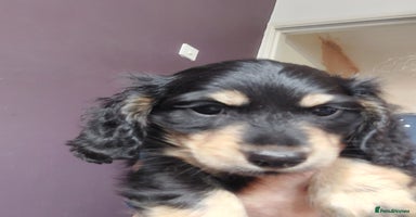Miniature Dachshund dogs - Advert 16