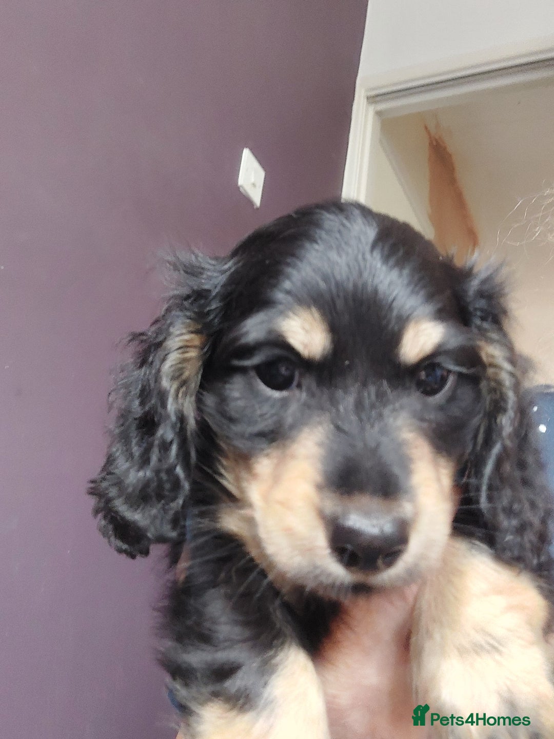 Miniature Dachshund dogs for sale: READY NOW BLACK & CREAM KC REG MINI L HAIRED DAXIS - Image 5