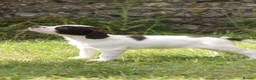 English Springer Spaniel dogs for sale: Springer spaniel puppies, Docked tails  in Hereford - Advert 10