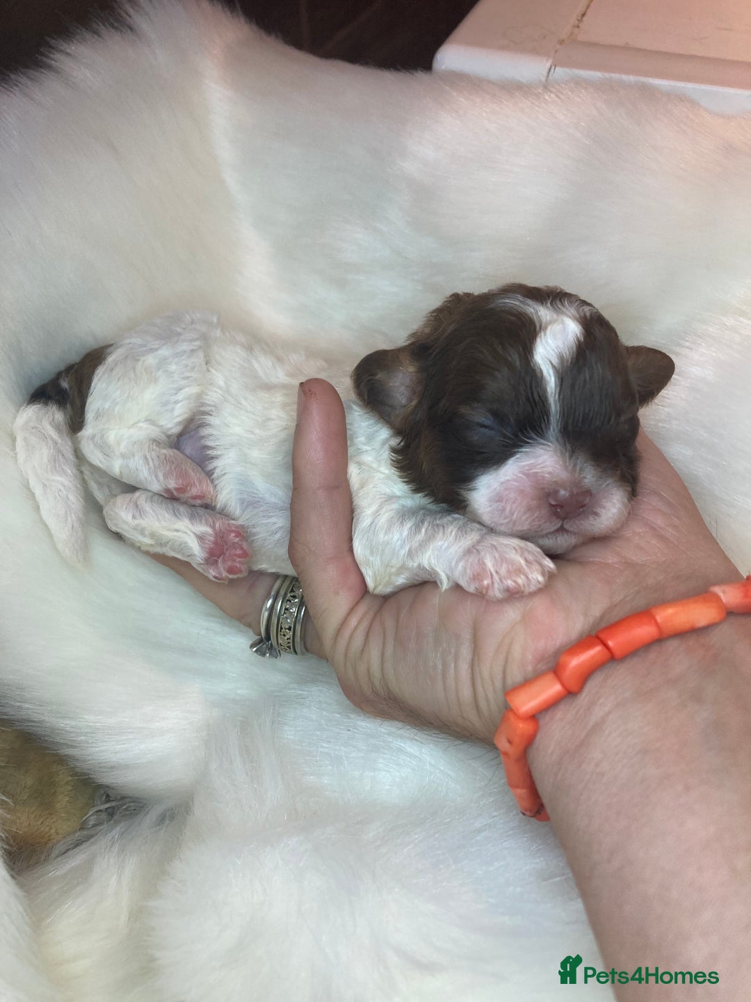 Shihpoo dogs for sale: 5 star rated Toy shihpoo puppies - Image 8