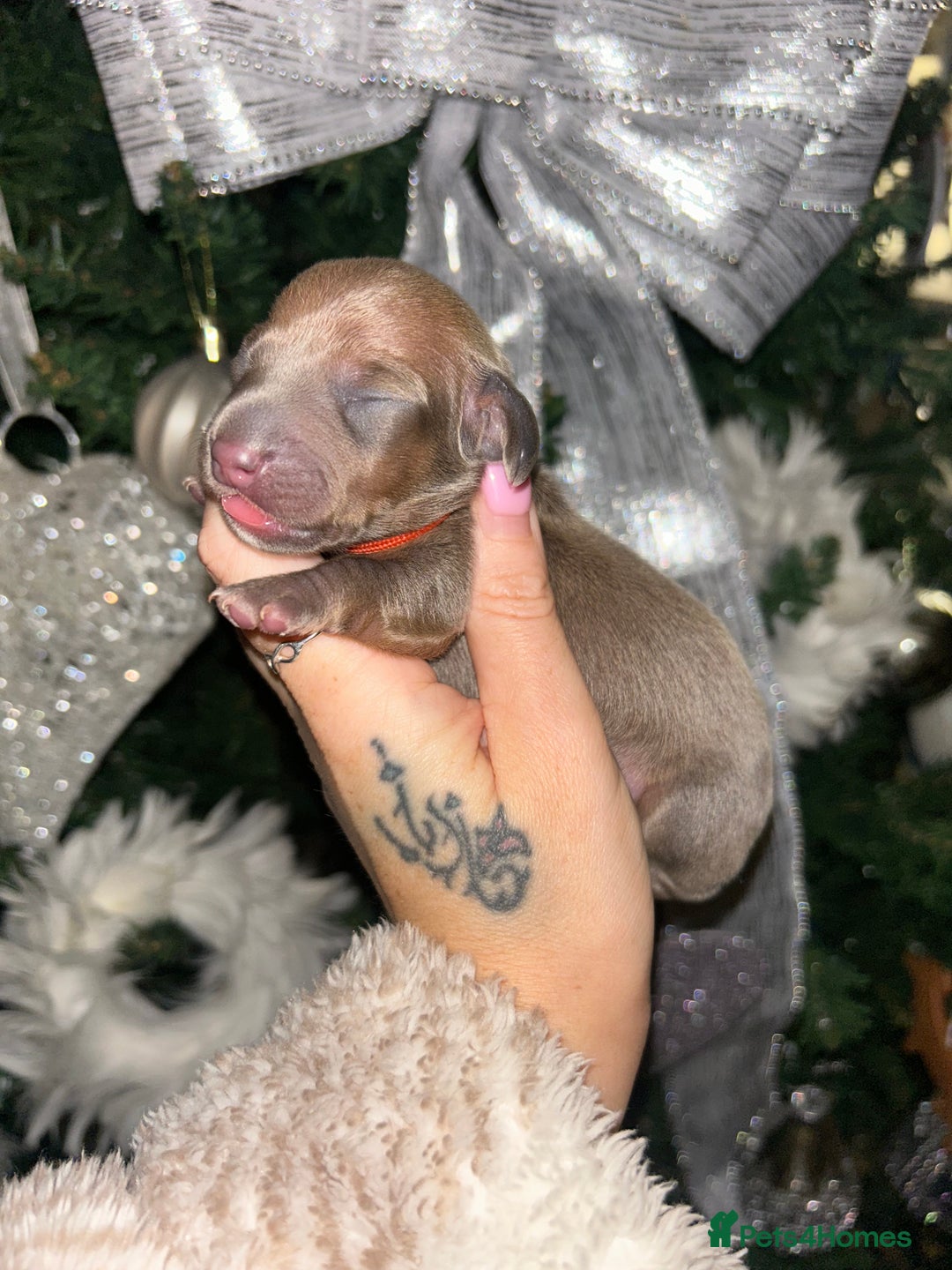 Miniature Dachshund dogs for sale: Tiny Kaninchen dachshunds  - Advert 9