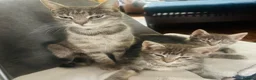 Mixed Breed cats for sale: Beautiful 😻  - Advert 6