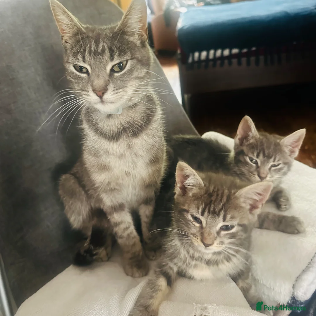 Mixed Breed cats for sale: Beautiful 😻  - Advert 6