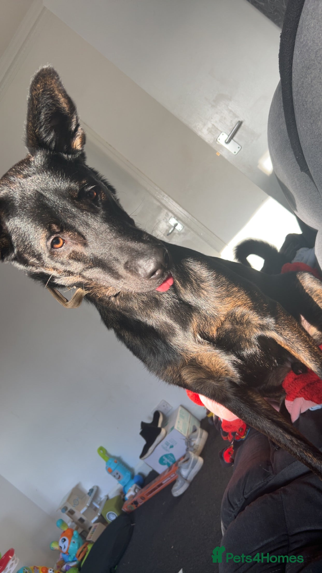 Mixed Breed dogs Loki  - Advert 1