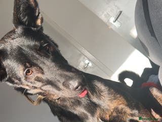 Mixed Breed dogs Loki - Advert 1