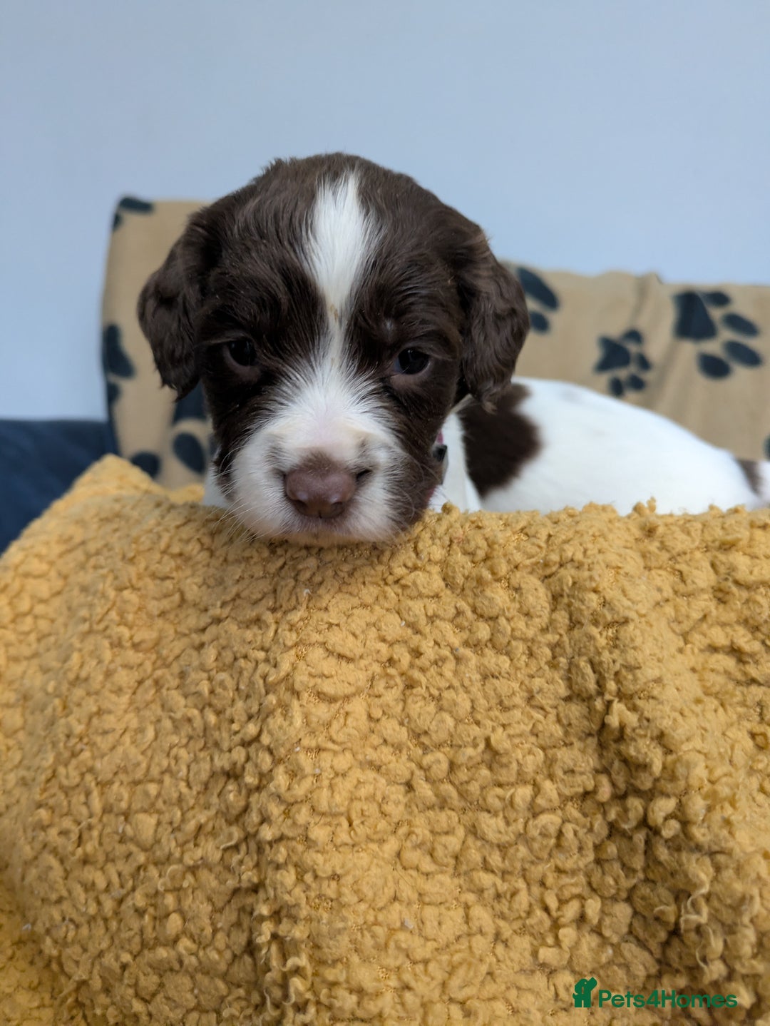 Sprocker dogs for sale: 🐶✨ F2 Sprocker Puppies – Growing Beautifully! ✨🐶 - Image 7