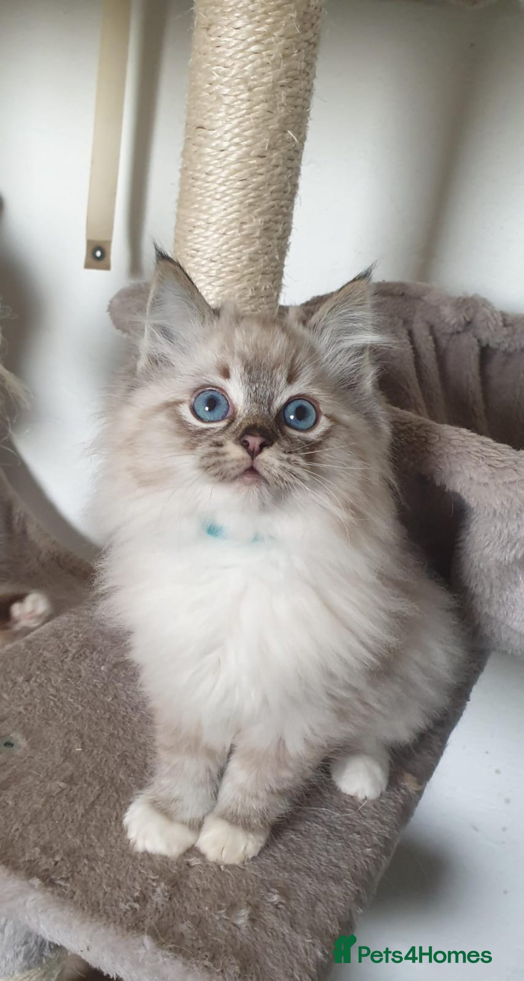 Ragdoll cats for sale: Stunning GCCF Registered Ragdoll Kittens. - Advert 35