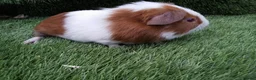 Guinea Pig rodents for sale: Abyssinian boys and pet boys  - Advert 9