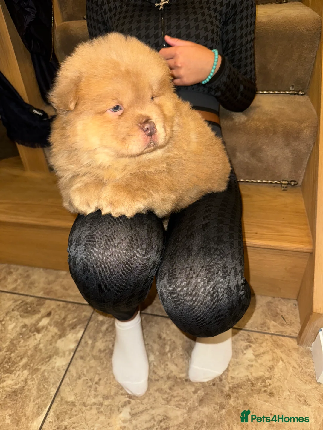 Chow Chow dogs for sale: 3 beautys left ⭐️  - Advert 14