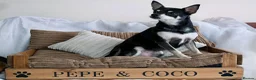 Chihuahua dogs for sale: Pepe and Coco are looking for a new home in London - Advert 11