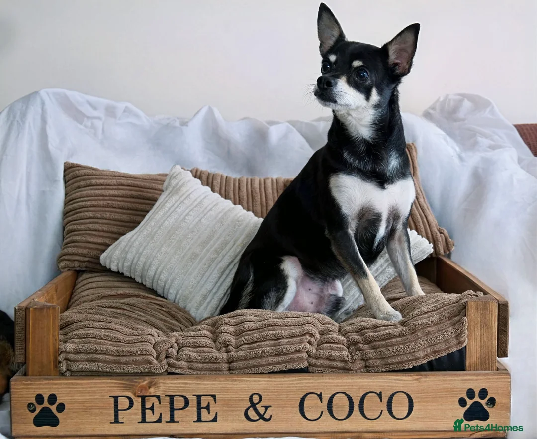 Chihuahua dogs for sale: Pepe and Coco are looking for a new home in London - Advert 11